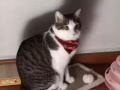 1女+1猫找房，任何区域✅