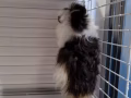 卷毛+冠毛 荷兰猪
