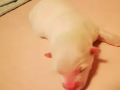 可爱银狐