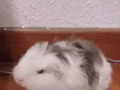 冠毛+卷毛荷兰猪