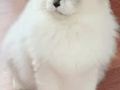 纯种布偶猫