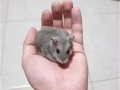 女仓鼠待领养