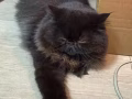 托猫咪寄养