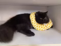 托猫咪寄养