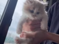 西伯利亚布偶猫崽找主人