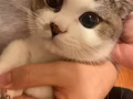 爱心领养