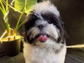（促销廉价）稍懒的小施宝 Whatsapp: 8175 4255