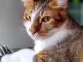 免费赠送猫咪快一岁的