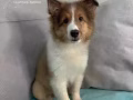 设得兰牧羊犬 优雅俊公 高级完美线条 Whatsapp: 8175 4255