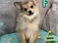（促销廉价）人见人爱的博美男宝 Whatsapp: 8175 4255