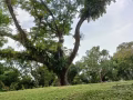三房式组屋，新的，五年，两室一厅， 靠近中吧鲁地铁站