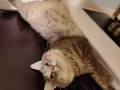 大尾巴的胖公猫找女朋友