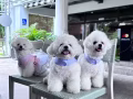 狗狗寄宿日托服务
