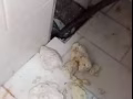 专业机械疏通管道等一切堵塞