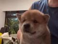 小柴犬找新家