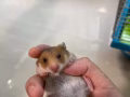 金丝熊宝宝领养