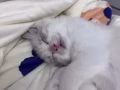 纯种布偶小宝贝找新家啦～