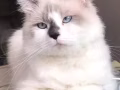 可爱布偶猫找女朋友