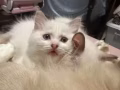 布偶猫弟弟妹妹找主人啦。