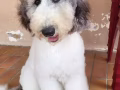 Standard Poodle Puppy for rehome