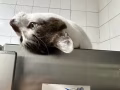 猫咪无偿转让