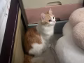 爱猫有偿领养