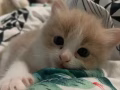 小猫咪有偿领养