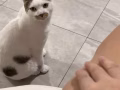 求领养