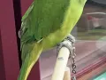 走失鹦鹉，非洲月轮鹦鹉