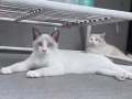 颜值爆表的小猫有偿领养