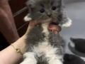 猫咪宝宝找新家，有偿领养