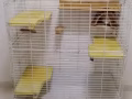 出售龙猫笼子和用品