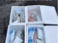 中国-新加坡冷链运输 冷冻食品肉类海鲜从国内运到新加坡