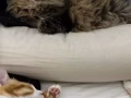 新加坡猫咪转卖