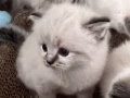 纯种布偶宝宝找家长