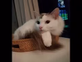 3岁多猫咪领养