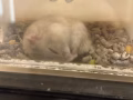 小仓鼠 银狐三线