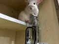 龙猫 chinchila 找新主人 $650