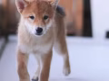 柴犬宝宝狗狗寻找新家