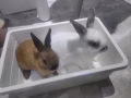 狮头兔+侏儒兔