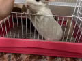 白色龙猫 2岁 母