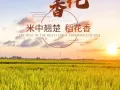 中国稻花香大米笨磨营养米