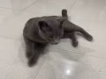 粘人又胆小的两岁蓝猫（是个小公公）