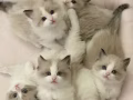 无偿领养猫咪，新主人必须有爱心