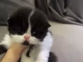 波斯猫找家