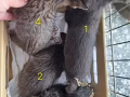 虎斑猫猫找主人