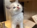 娃娃脸波斯猫崽崽