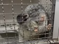 无偿免费龙猫