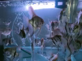 出angel fish