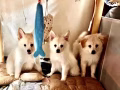 日本银狐